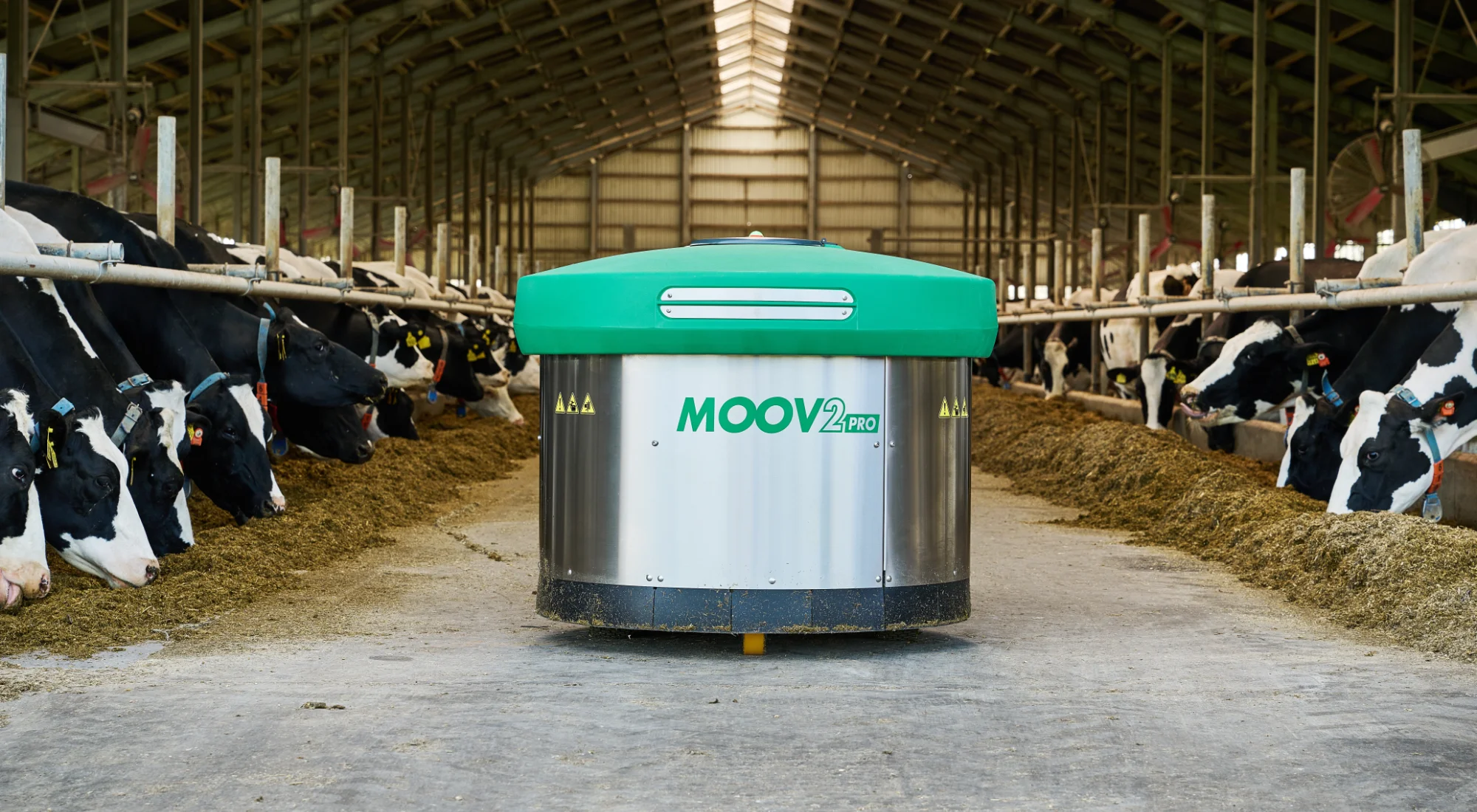 Eine glückliche und zufriedene Kuh auf der Weide